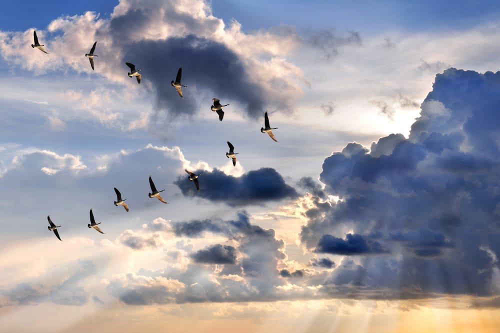 Geese Flying in V-Formation aerodynamics