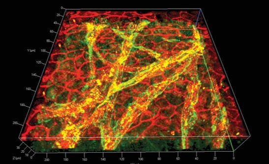 A 3D bioprinted blood retina barrier made from biomaterials
