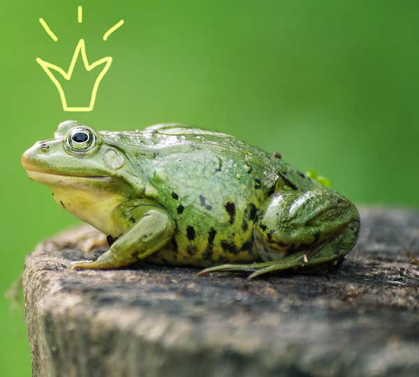 frog princess