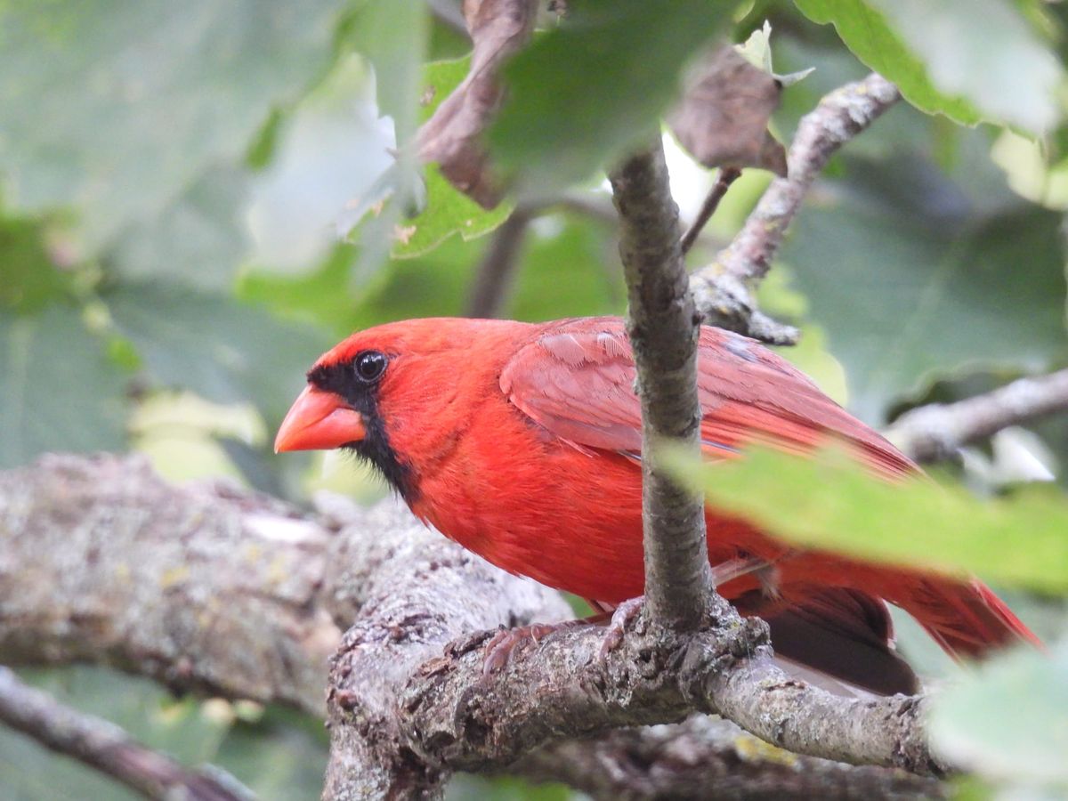 Cardinal Encounters: Share Your Stories of Cardinals, Grief, and Kinship