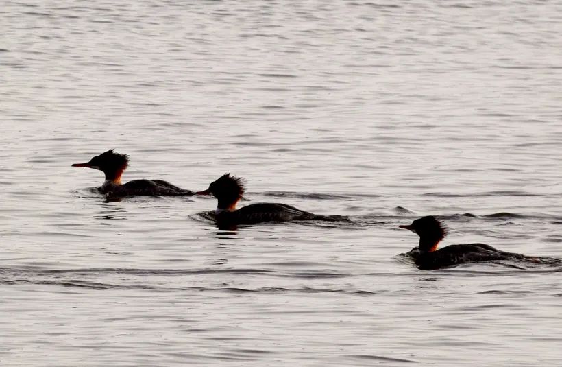 What are the Three Treasures?