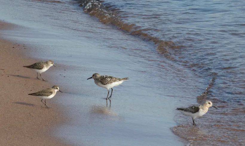 Don't Stray and Diligence Will Be Boundless