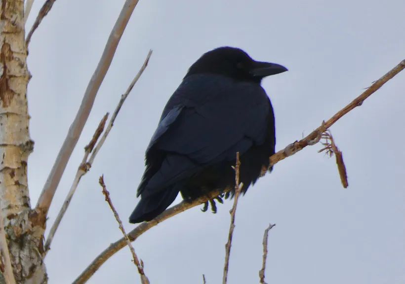 Round and Smooth Like a Pearl (EK V8.14.8)