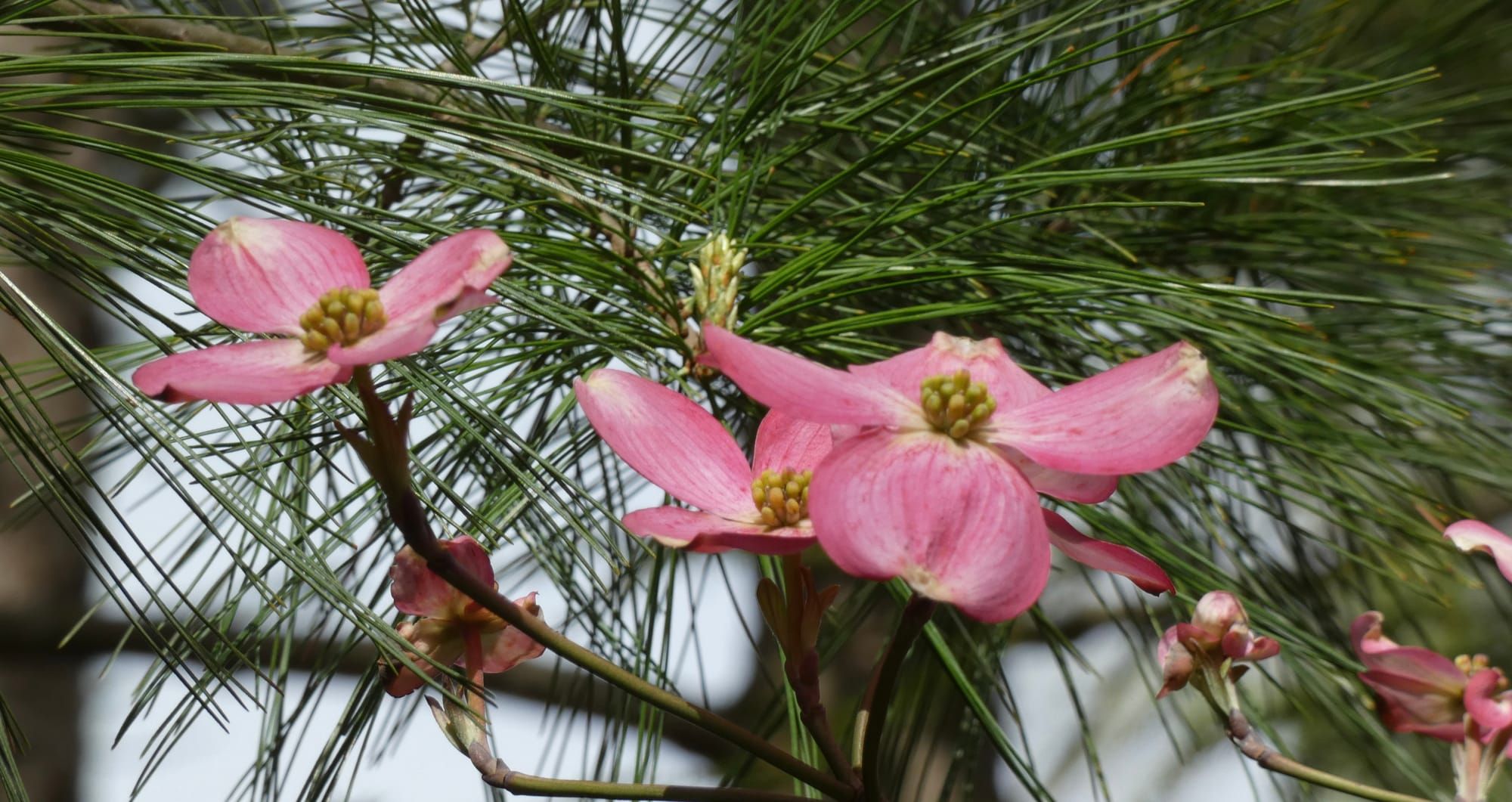 Sunday, May 3: Reflections on Five Decades of Zen & Aspirations For the Sixth