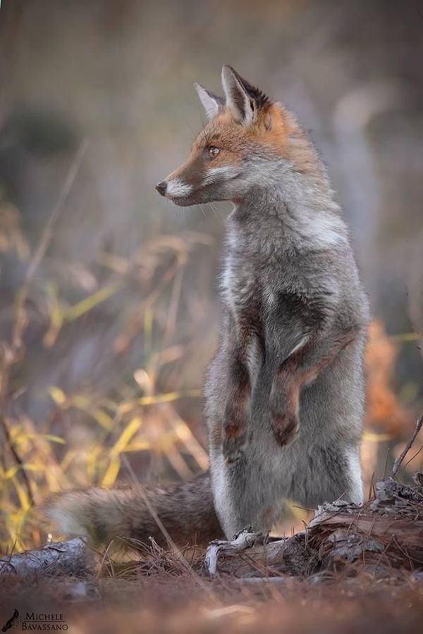 The Central Importance of Inquiring of a Teacher (EK V14.8.1)