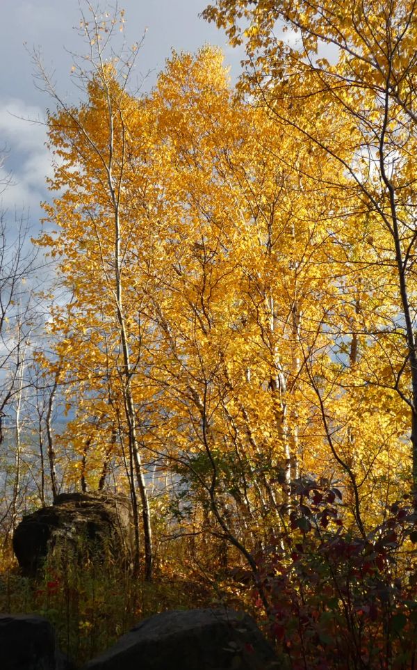 On the Branches of a Tree With No Shadow: Great Ancestor Mufuku Sonin