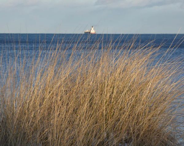 Plucking a Blade of Grass: The Wondrous Dharma of Miàodào