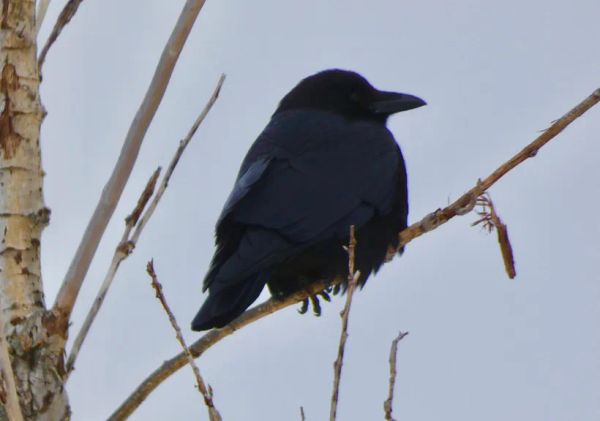 Round and Smooth Like a Pearl (EK V8.14.8)