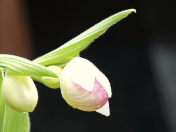 Cats, Cars, and Categories: The Wondrous Subtlety of the Buddhadharma