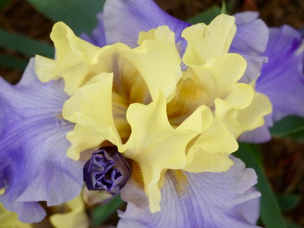 How Can We Carry the Jewel Close to Our Heart?