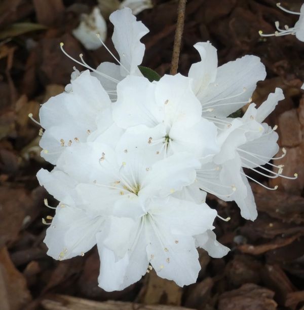 Linji Turns the Light