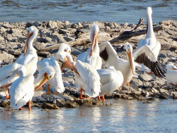 "Dongshan's Three Lingering Contaminations" in Post-Awakening Training