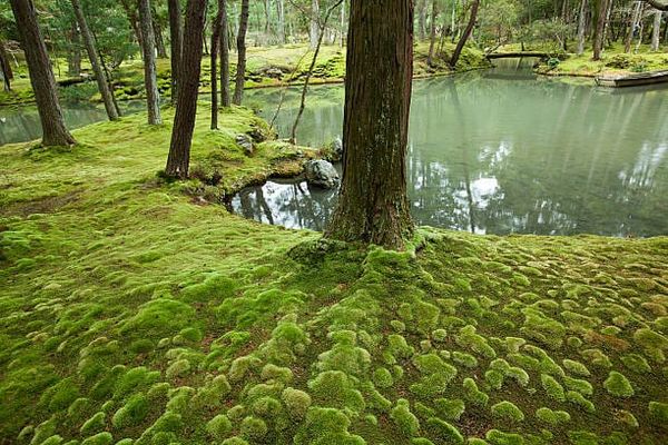 Falling Through No-Wall and Waking Up: Muso Soseki and Nurturing the Sacred Womb