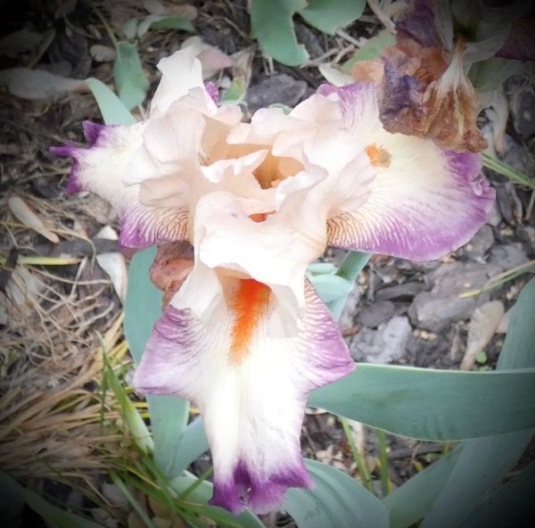 The Single Most Important Thing to Keep in Mind When Studying Dogen Zenji