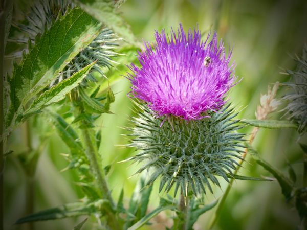 Dogen's Wall-Gazing Liberates Beings