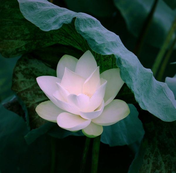 "How Can I Liberate Beings Such as These?"