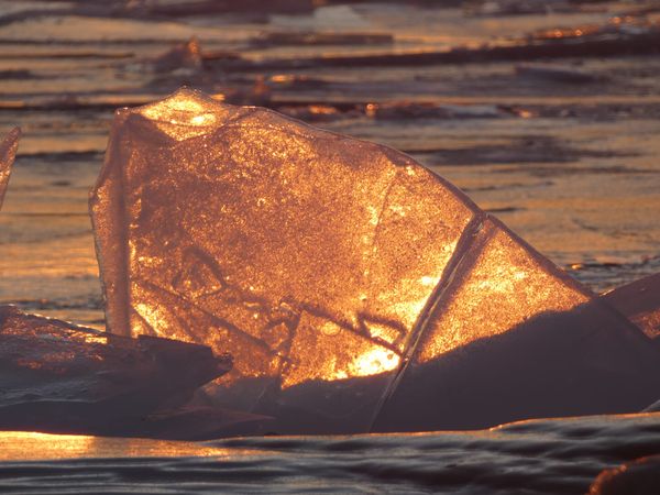 The Mistaken Transmission of the Pure Precepts to the West