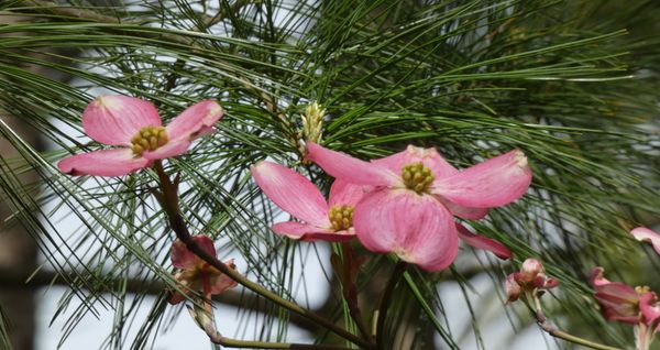 Sunday, May 3: Reflections on Five Decades of Zen & Aspirations For the Sixth