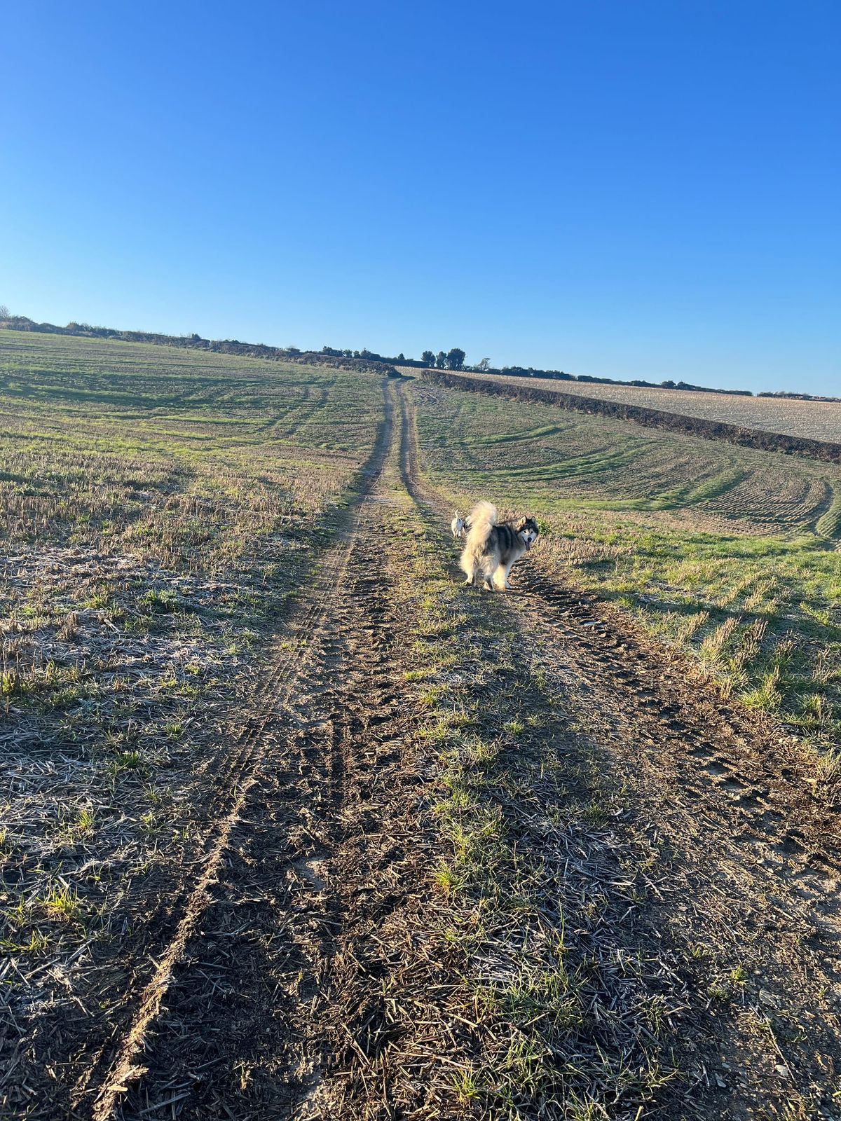 Alaskan malamute star posed in an icy field on a sunny day