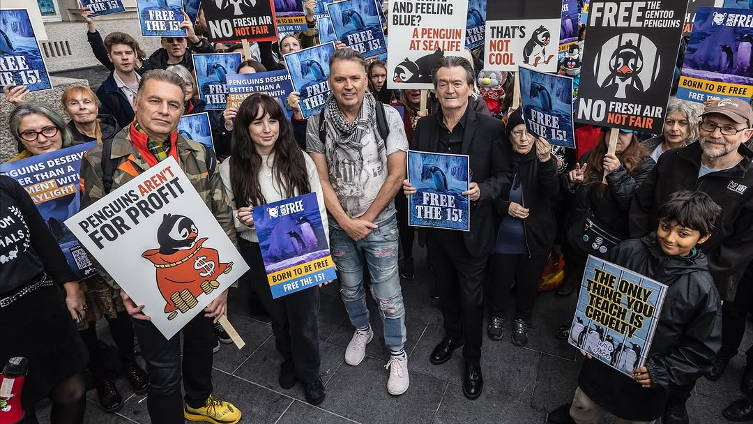 The campaign to free London Aquarium's penguins heats up