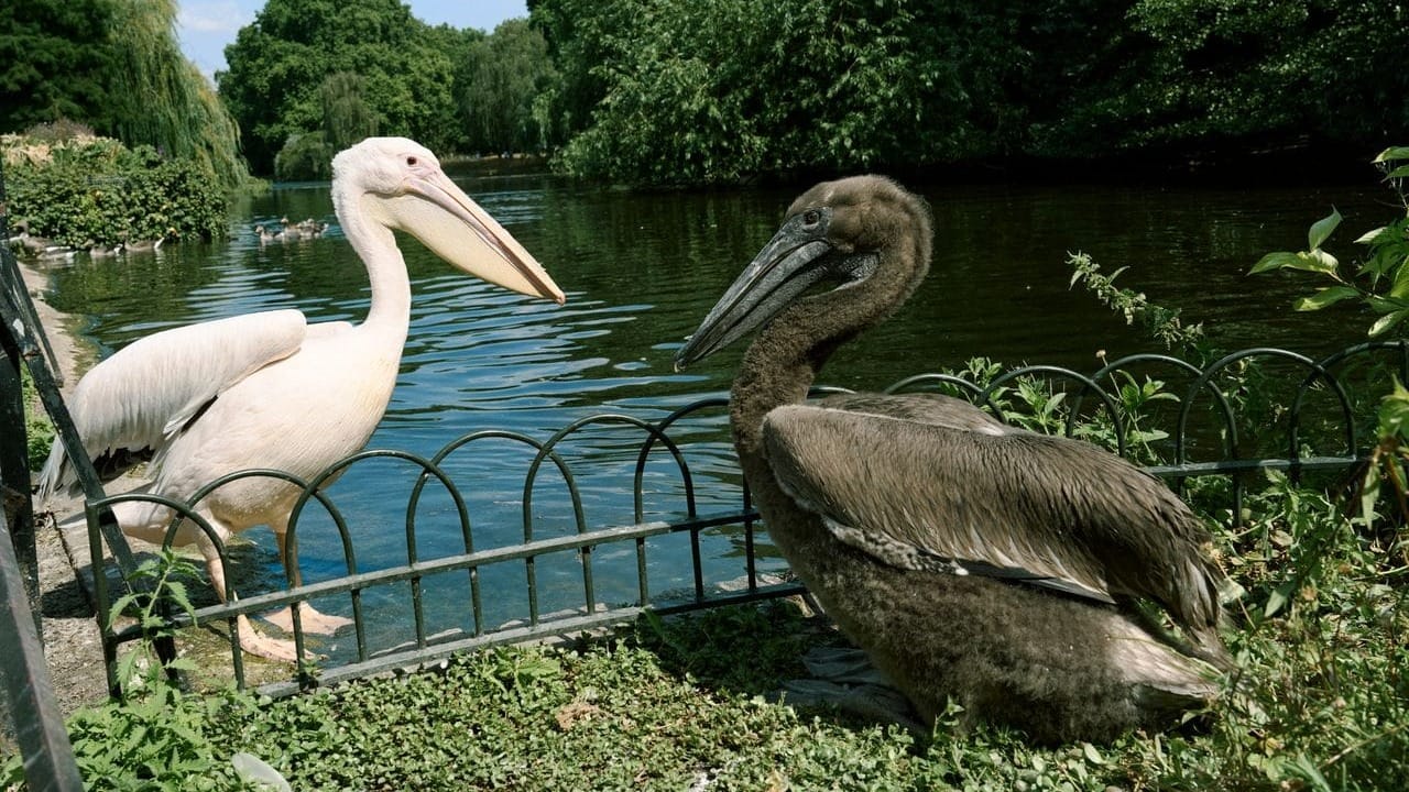 The St James' pelicans have had their first chicks in 362 years