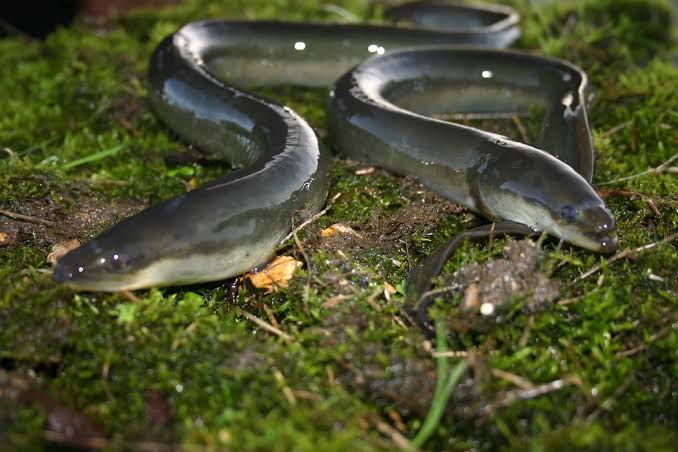 The mystery of the Beckenham eel massacre