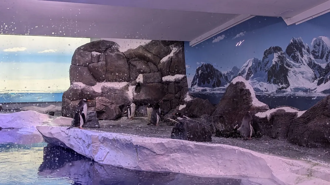 15 penguins are trapped in a Southbank basement. This is the plan to free them