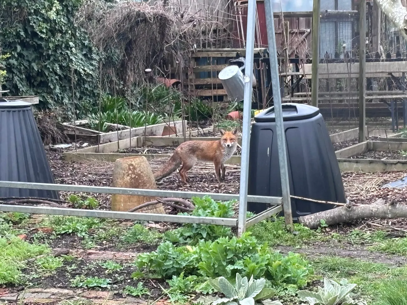 Attenborough made these foxes famous. Who poisoned them?