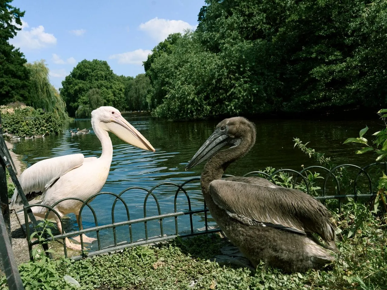The St James' pelicans have had their first chicks in 362 years