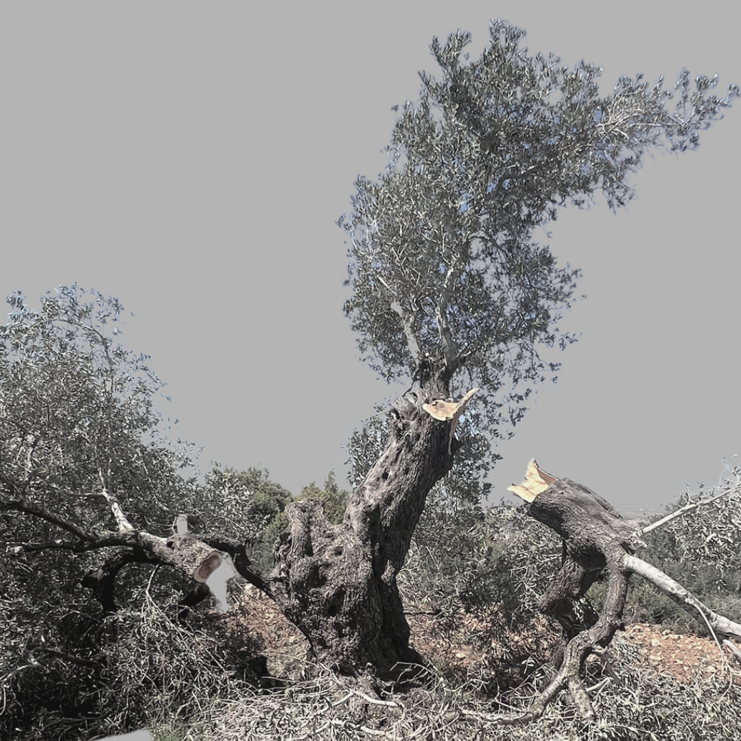 An elder is someone who is older than olive trees