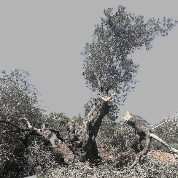 An elder is someone who is older than olive trees