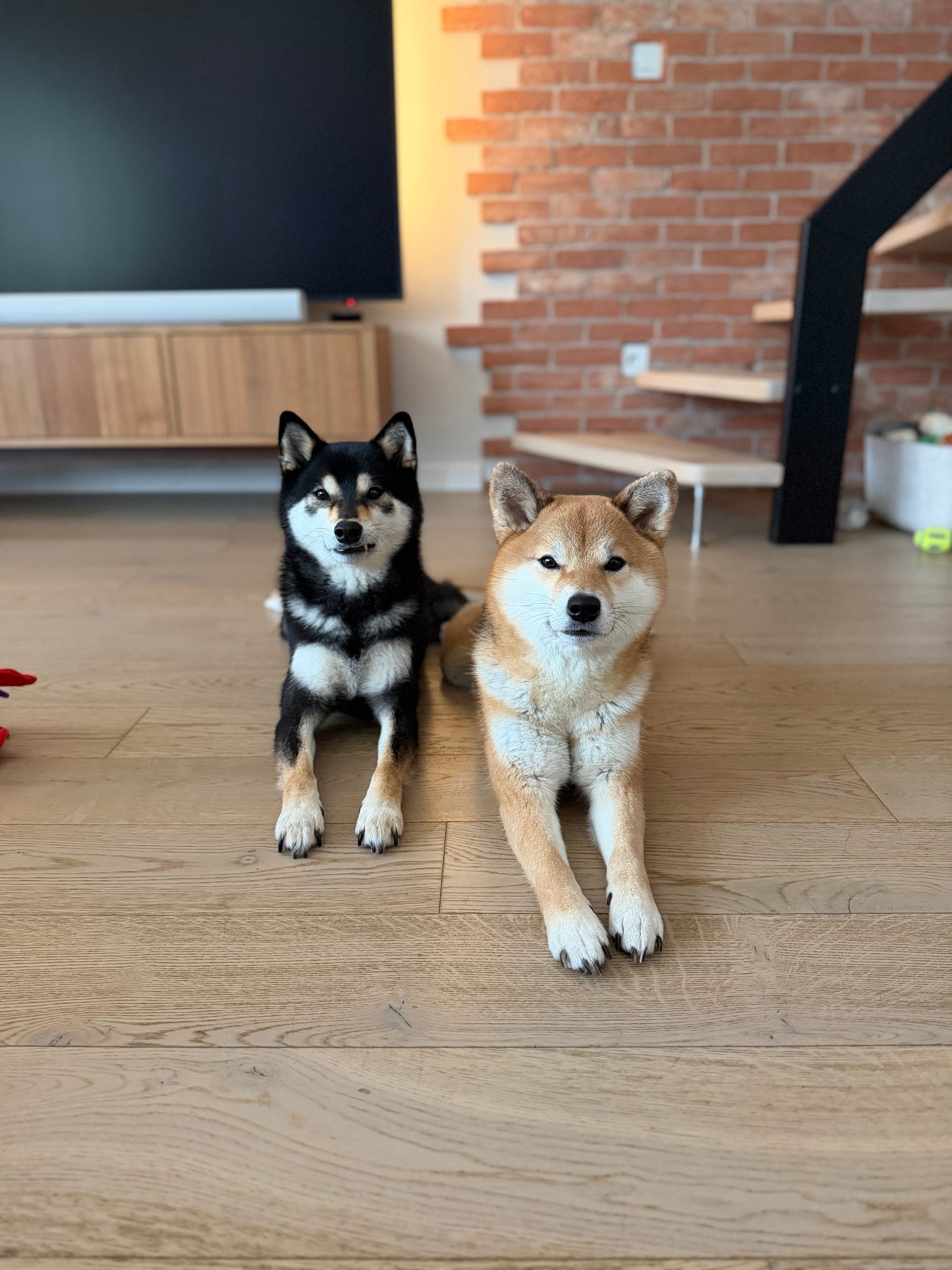 Deux Shiba Inu sur le parquet de l'appartement — vivre avec des chiens conditionne le choix du logement   