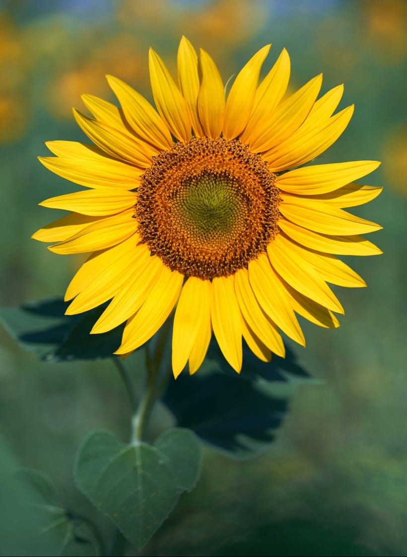 yellow sunflower in close up photography