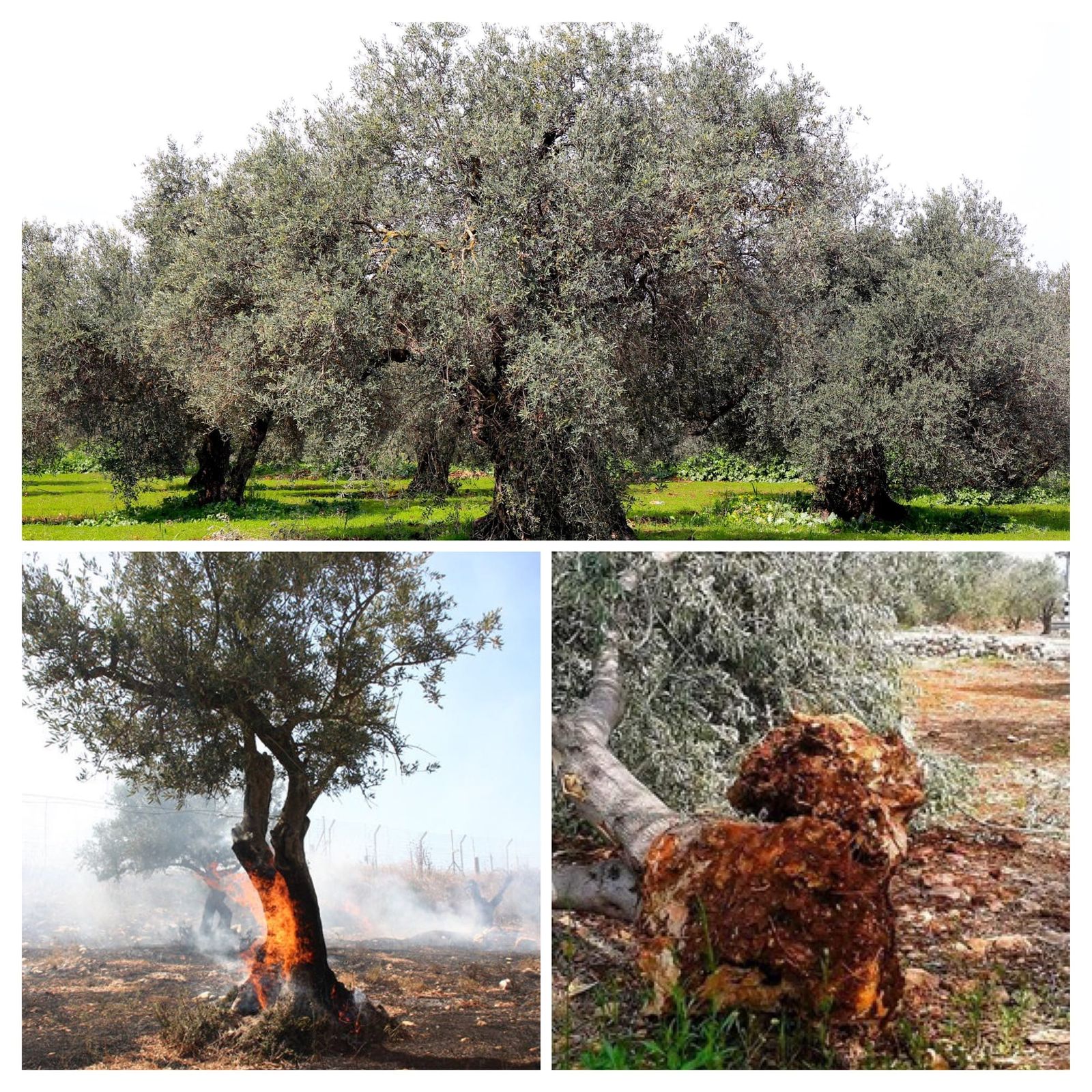 Not the Eyes, but the Hearts