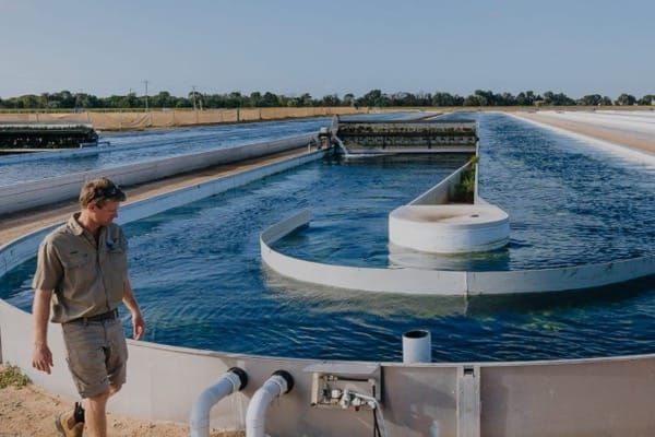 Algae's new role in wastewater