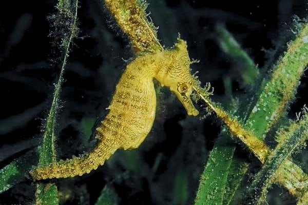 Safe harbour for seahorses