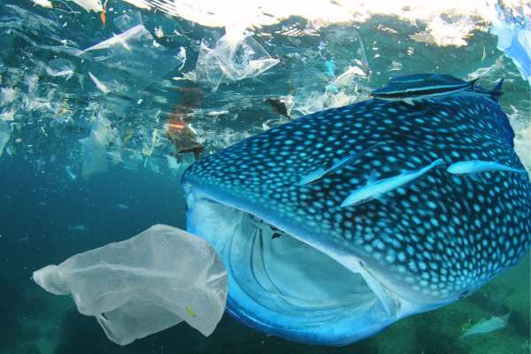 Unpacking the plastic problem