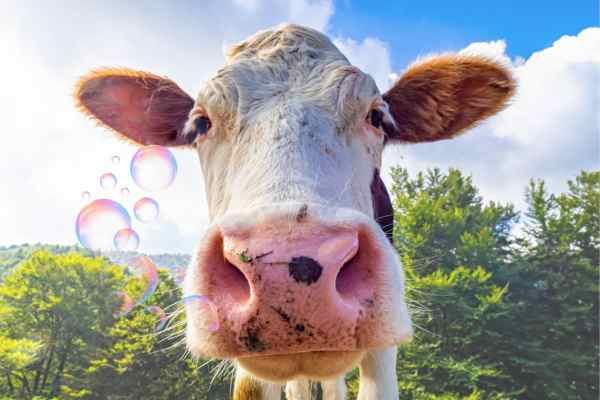 Boost for bovine burp buster