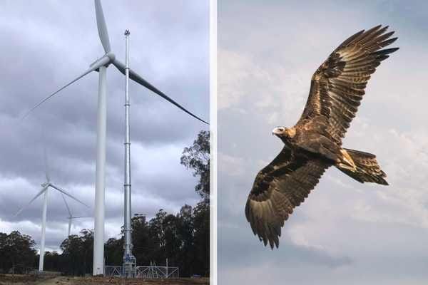 Eagle detection for wind farms