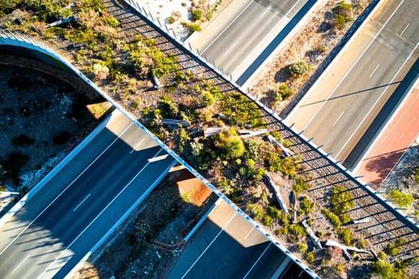 Remedies for roadkill on trial