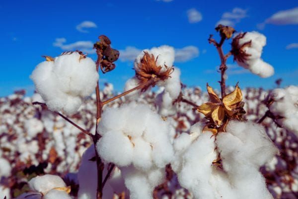 Cotton claims under the microscope