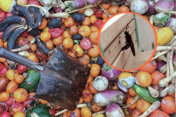 Solving food waste on the fly