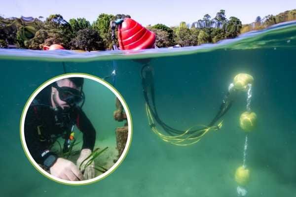 The weekly roundup:  🌱Second chance for seagrass