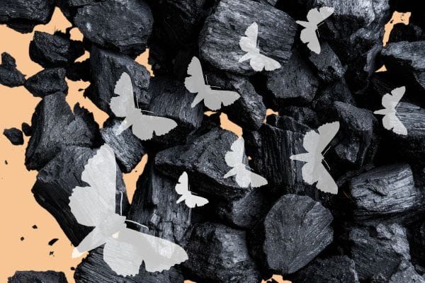 Canary in the coal mine