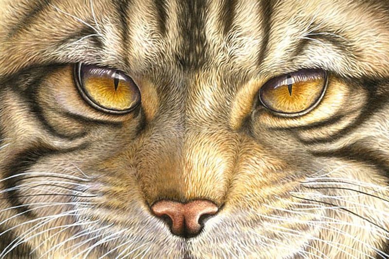 Interview with Lyn Wells: “Animals’ eyes convey such honest emotion”