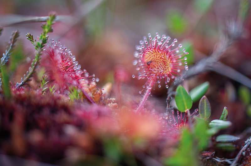 Carnivorous plants