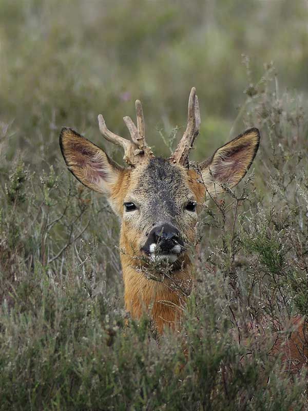 Roe Deer