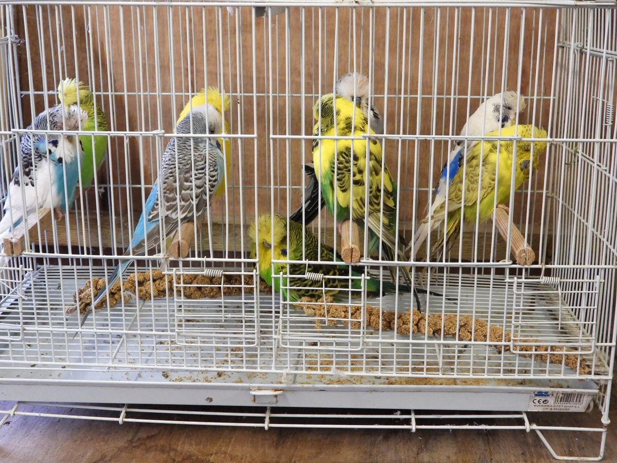 Budgerigars