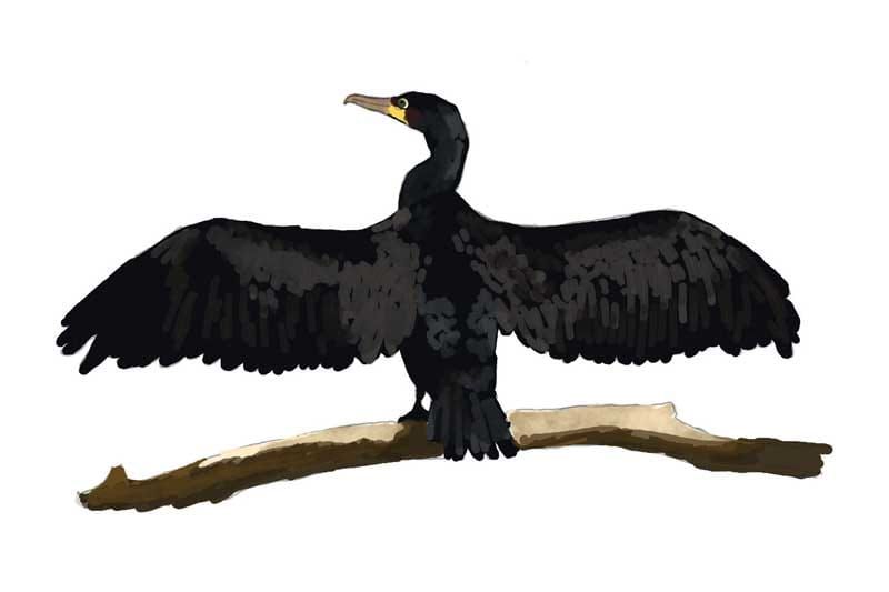 Cormorant