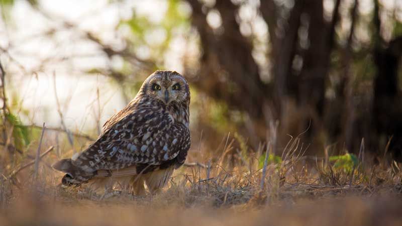 Short-eared Owl
